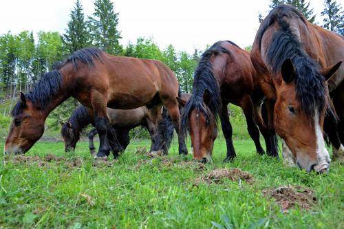 Horses